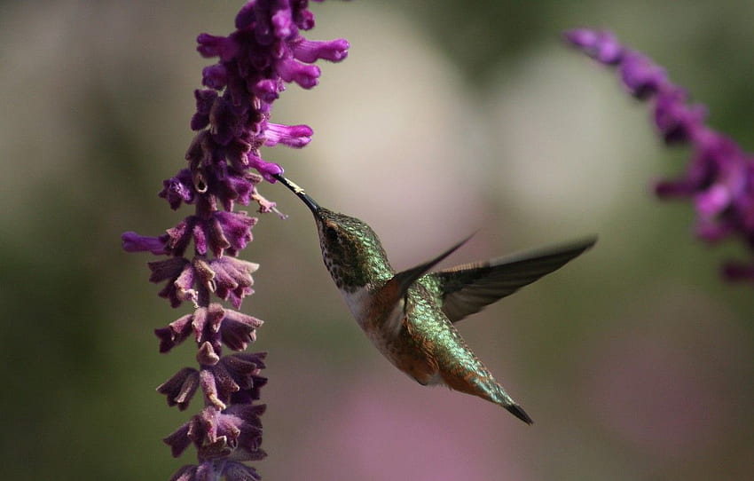 kwiaty, nektar, Koliber, lot, piękny, ptak, skrzydełka, Koliber, piękny ptak dla , sekcja Ð¶Ð¸Ð²Ð¾ÑÐ½ÑÐµ -, Kolibry Tapeta HD